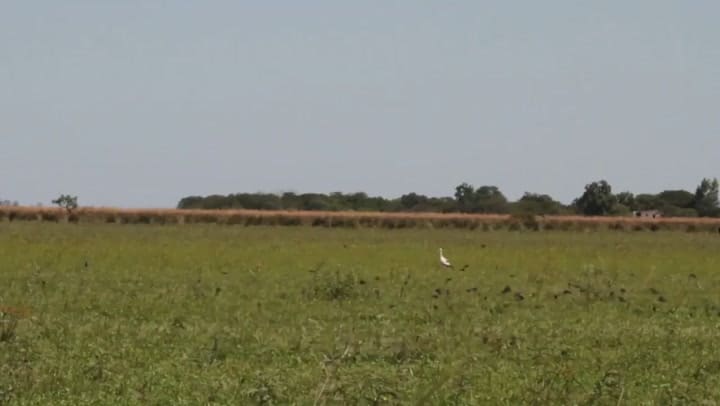 La presentación del billete de $ 1000