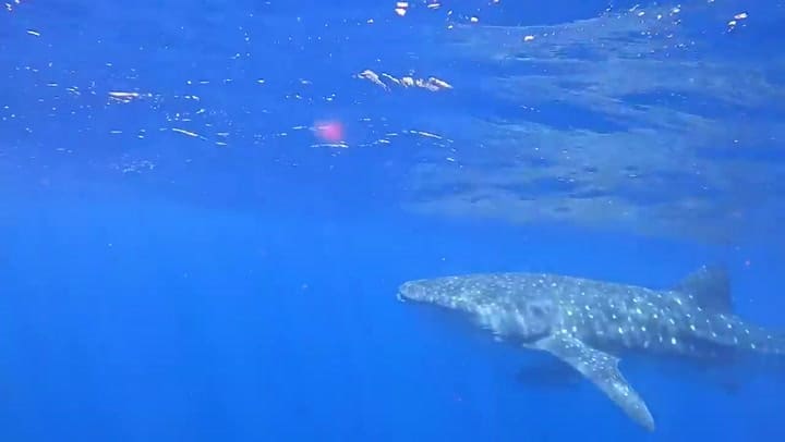 El conmovedor encuentro entre un perro y un tiburón ballena en Australia que se volvió viral