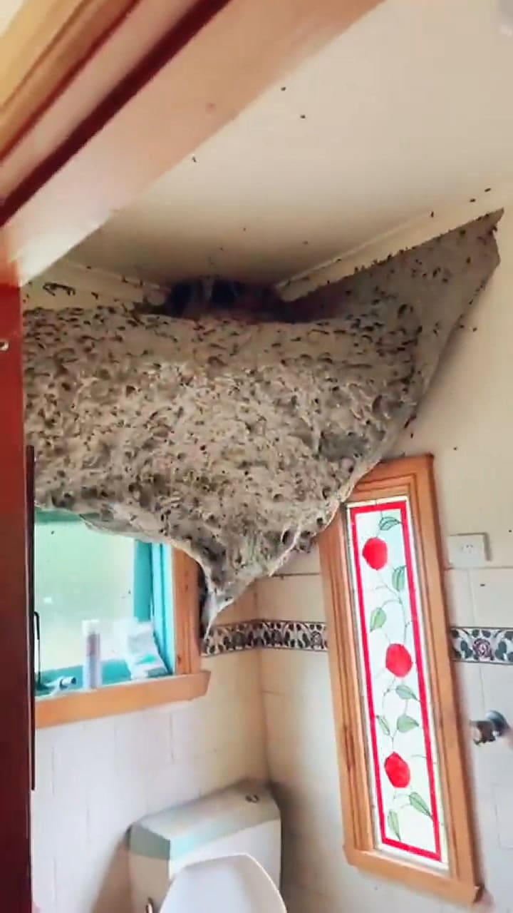 El espantoso y colosal nido de avispas en una casa de Australia