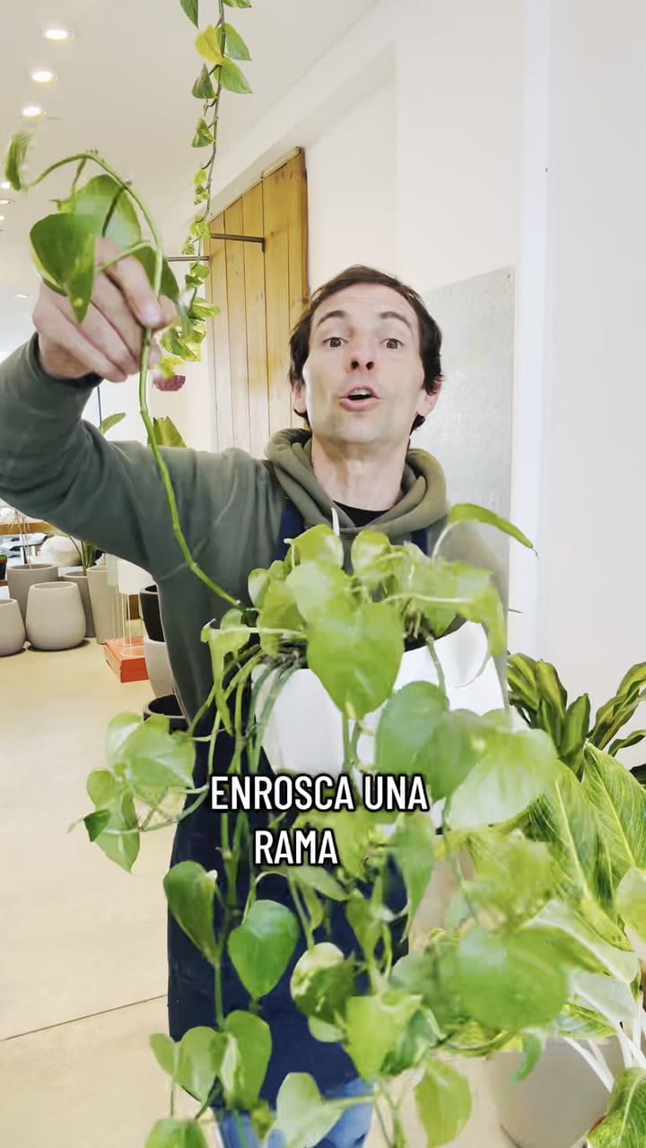 La técnica clave para tener un potus frondoso