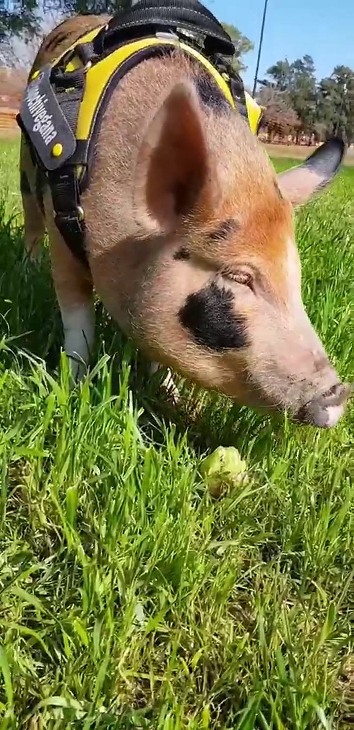 Mini pig Pochi Vegana comiendo un kiwi - Crédito: Julieta Demarco