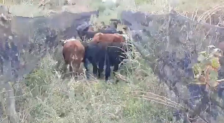 Cosecha de uvas y terneros