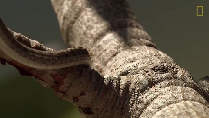 La serpiente que devora huevos mucho más grandes que su cabeza