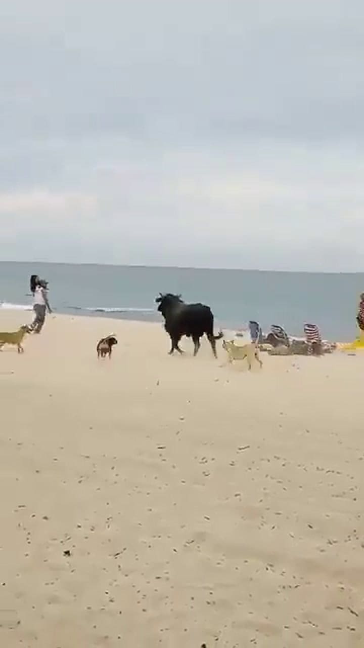 El mismo toro atacó a las mascotas de los turistas