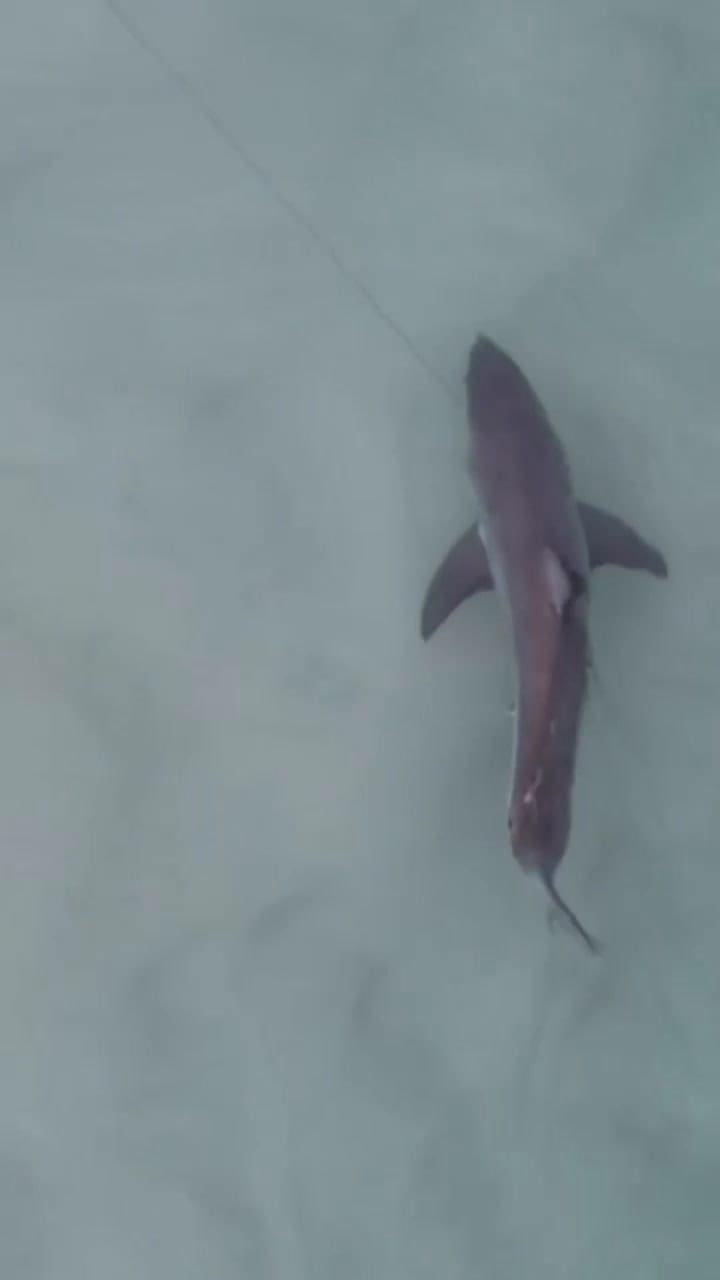 El equipo de John McLean capturó a un enorme itburón blanco en Pensacola Beach