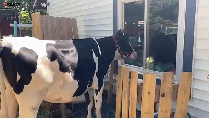 Furor en las redes por una vaca que pide que la abracen