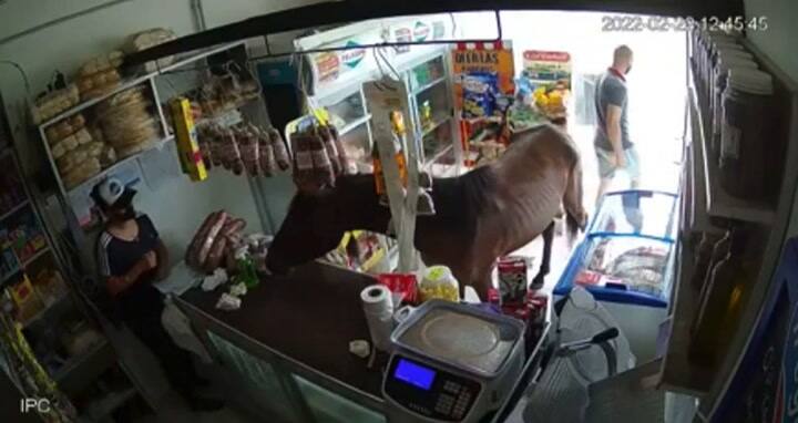 Dos caballos entraron a un almacén en Córdoba