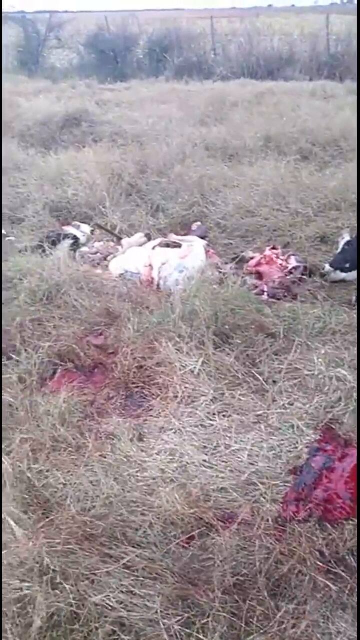 Imágenes de las vacas carnadas