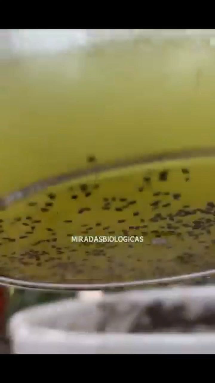 Cómo sembrar kiwi en simples pasos