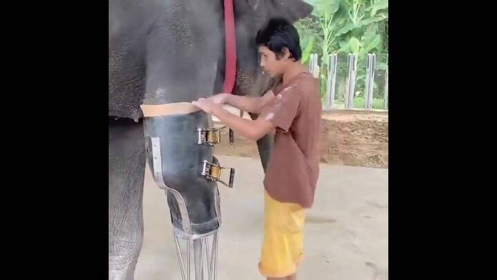Video emocionante: un elefante volvió a caminar gracias a una prótesis