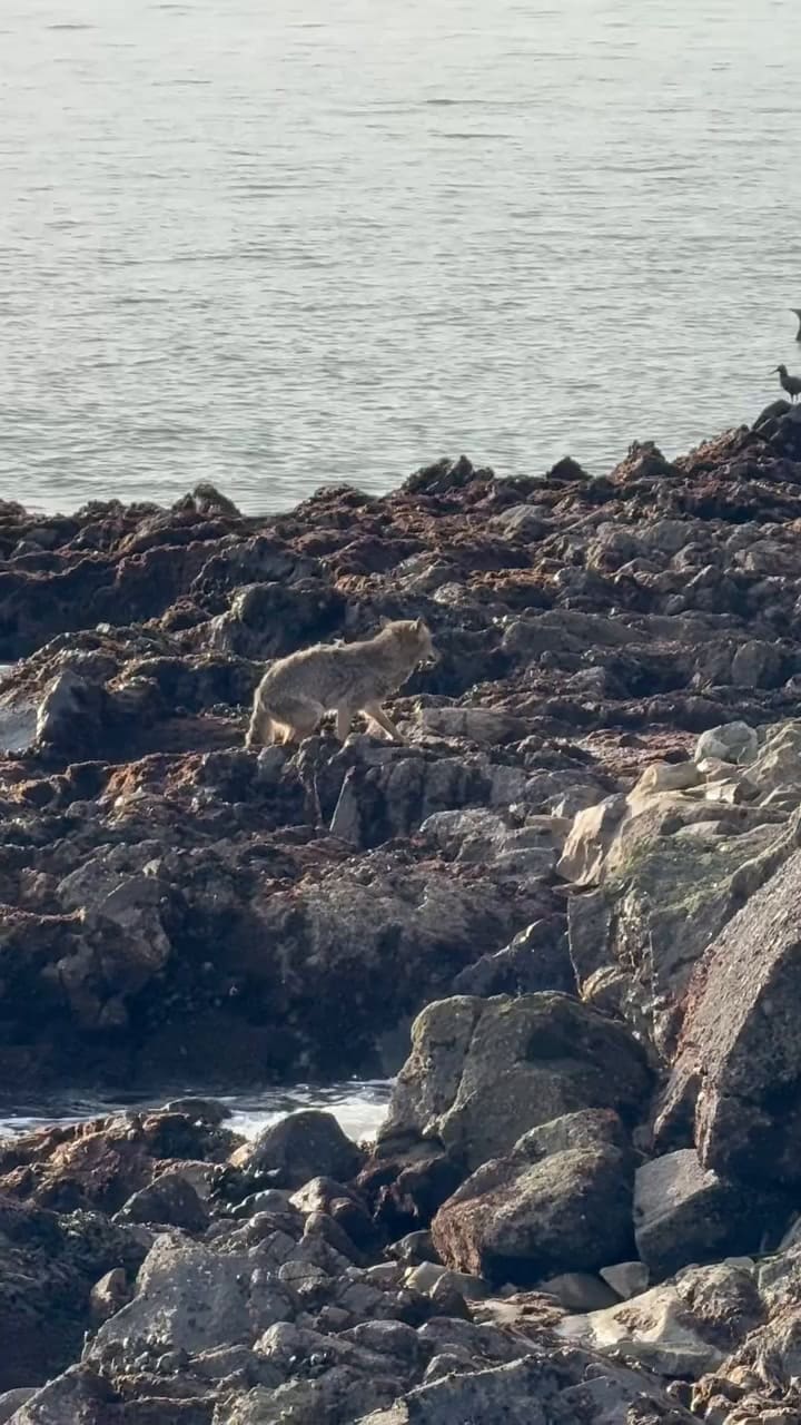 Coyote nada una milla desde San Francisco hasta la Isla de Alcatraz