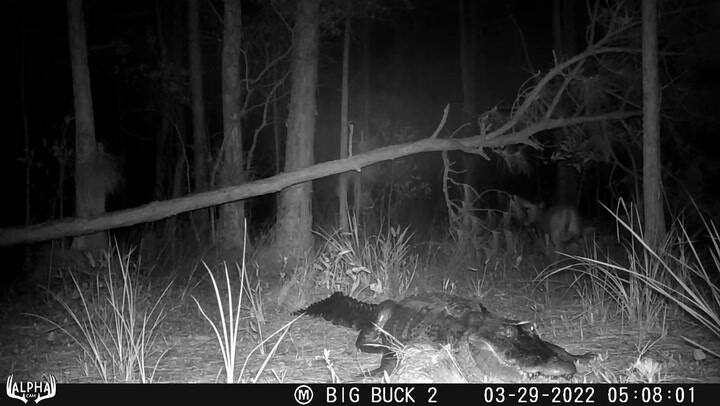 El momento en que un venado está a punto de encontrarse con un cocodrilo en Florida