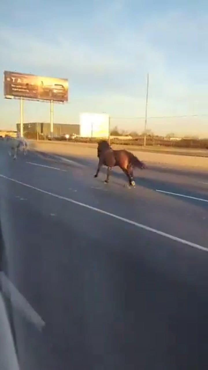 Caballos sueltos en Panamericana, video de @jotaleonetti