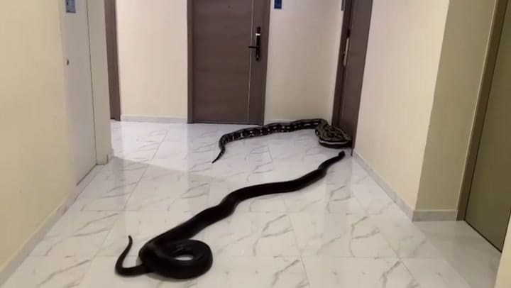 Un hombre soltó a dos serpientes en el pasillo de un edificio de Bangkok