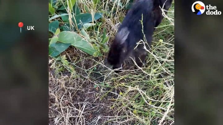 Encontró una gatita abandonada y cuando la llevó a su casa se llevó una sorpresa