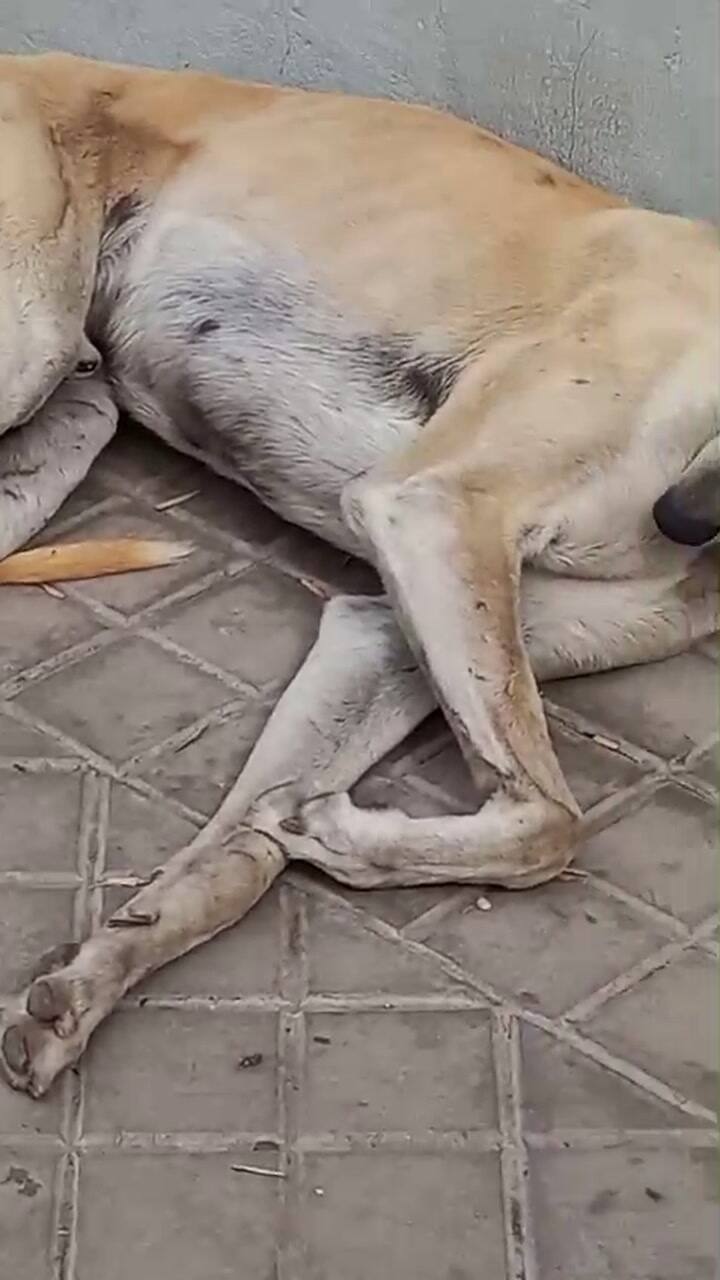 Lolo sobrevivía en las calles de la ciudad de Firmat, Santa Fe