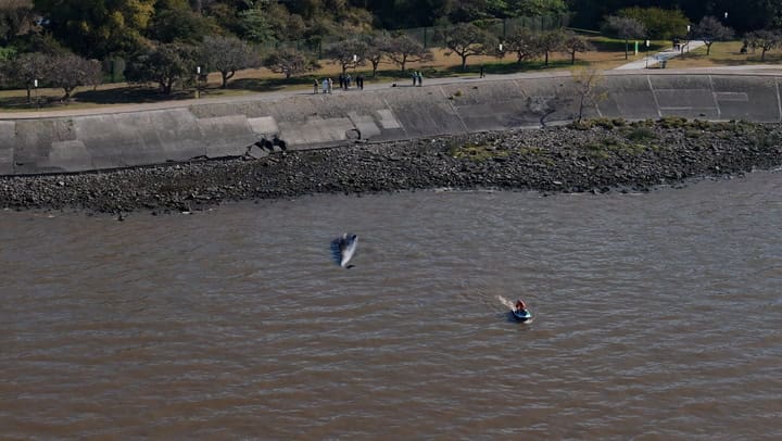 Ballena en la costa de Vicente López