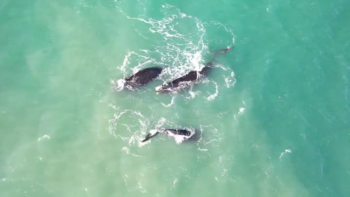 Ballenas frente a Mar del Plata, a la altura de Playa Serena