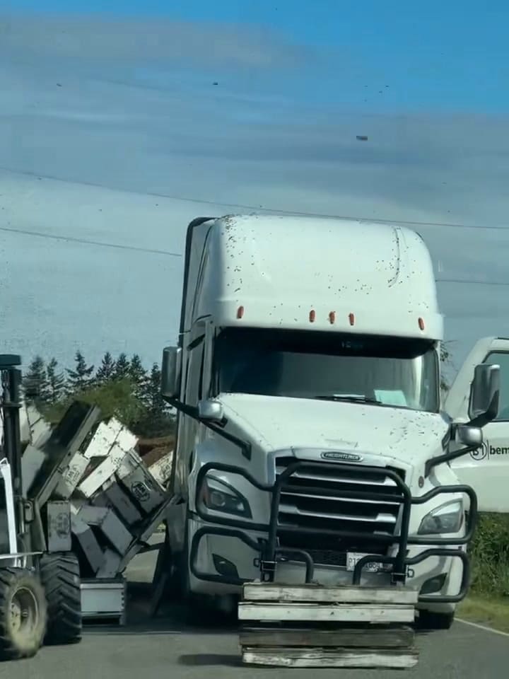 Desesperación en una carretera de Washington: millones de abejas escaparon tras el vuelco de un camión