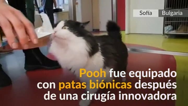 Pooh, el gato con patas biónicas