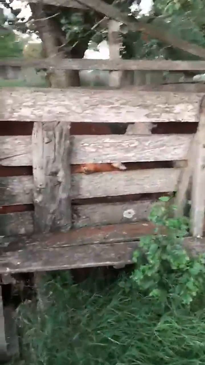 Imágenes sensibles de los animales