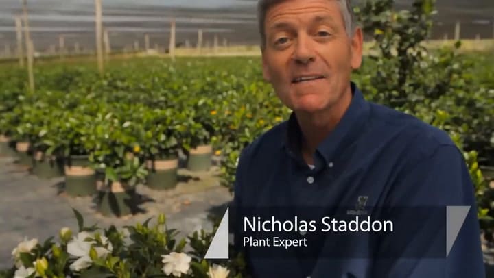 Cuál es el secreto para mantener jazmines blancos y perfumados por más tiempo