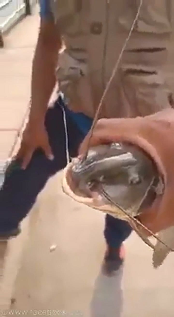 Pescan un extraño bagre en el dique Cabra Corral, en Salta