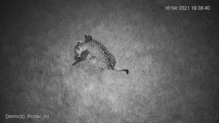 El momento en que Juruna y sus cachorros son liberados en el Parque Nacional Iberá