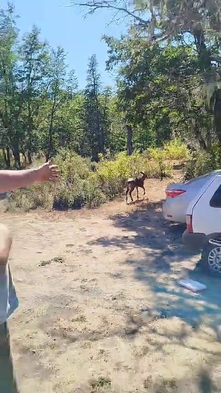 Regreso del huemul al territorio neuquino. Crédito: Parque Nacional Lalín