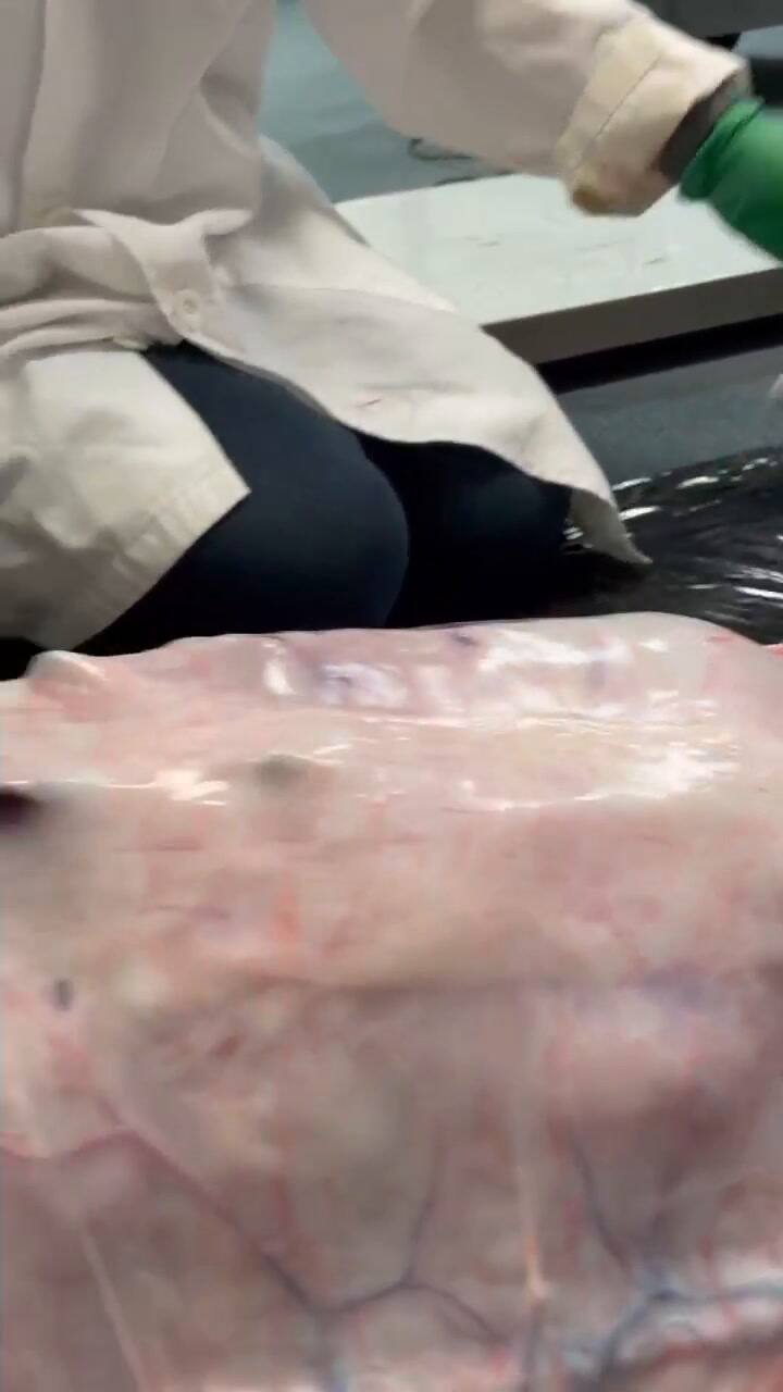 Abrieron una pitón birmana de Florida y encontraron algo inimaginable adentro