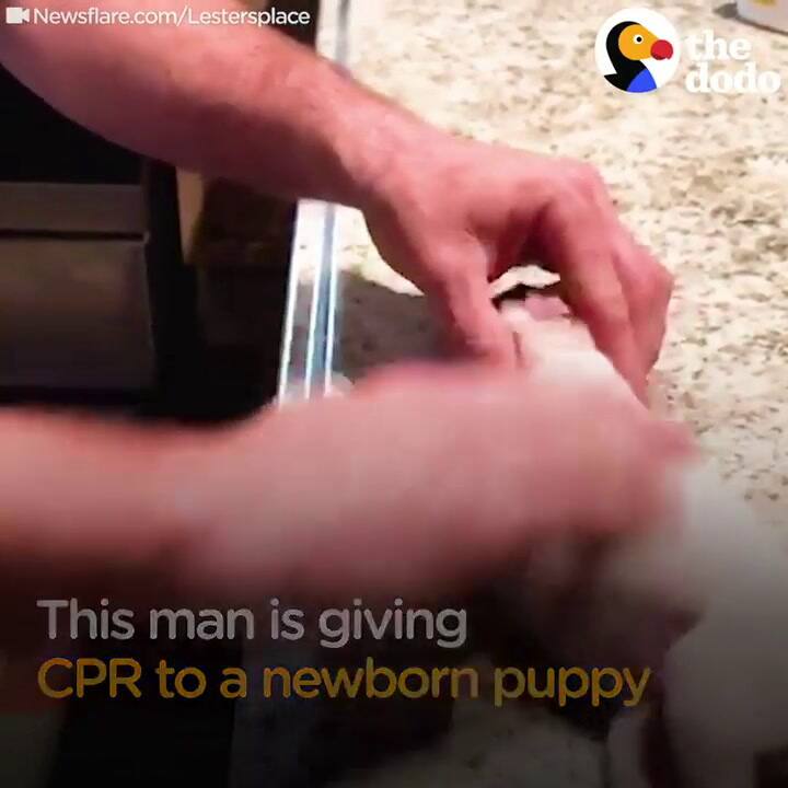 Reviven a un cachorro recién nacido - Fuente: Facebook