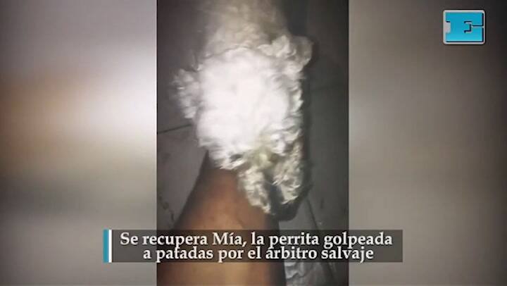 Así se recupera Mía, la perrita ferozmente golpeada por un hombre