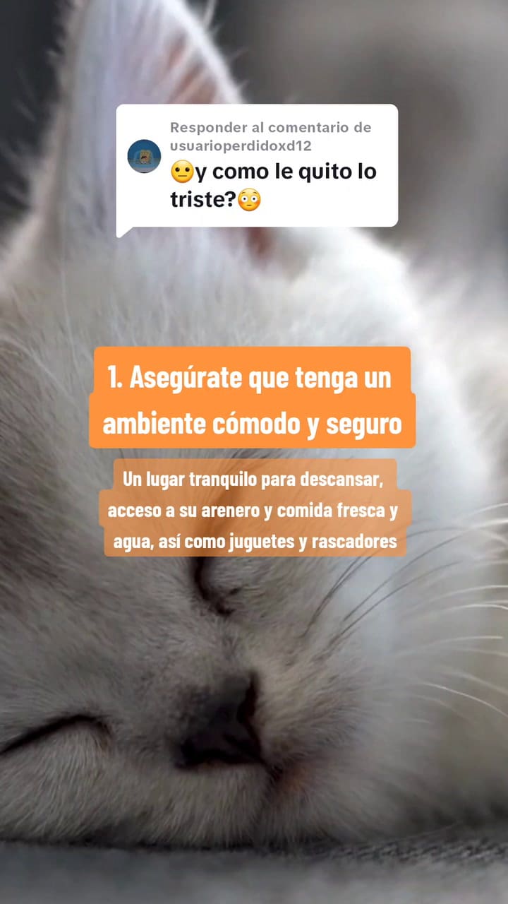 Respuesta A @Usuarioperdidoxd12 Si Tu #Gathijo Está Triste, Puedes Hacer Esto