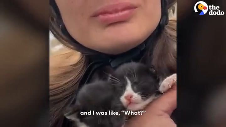 El emotivo rescate de tres gatitos al costado de una ruta en España