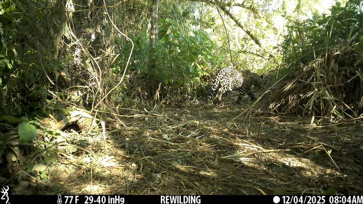 Así fue vista Nala con su cachorro