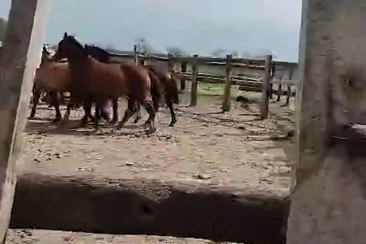 Gif - Caballos