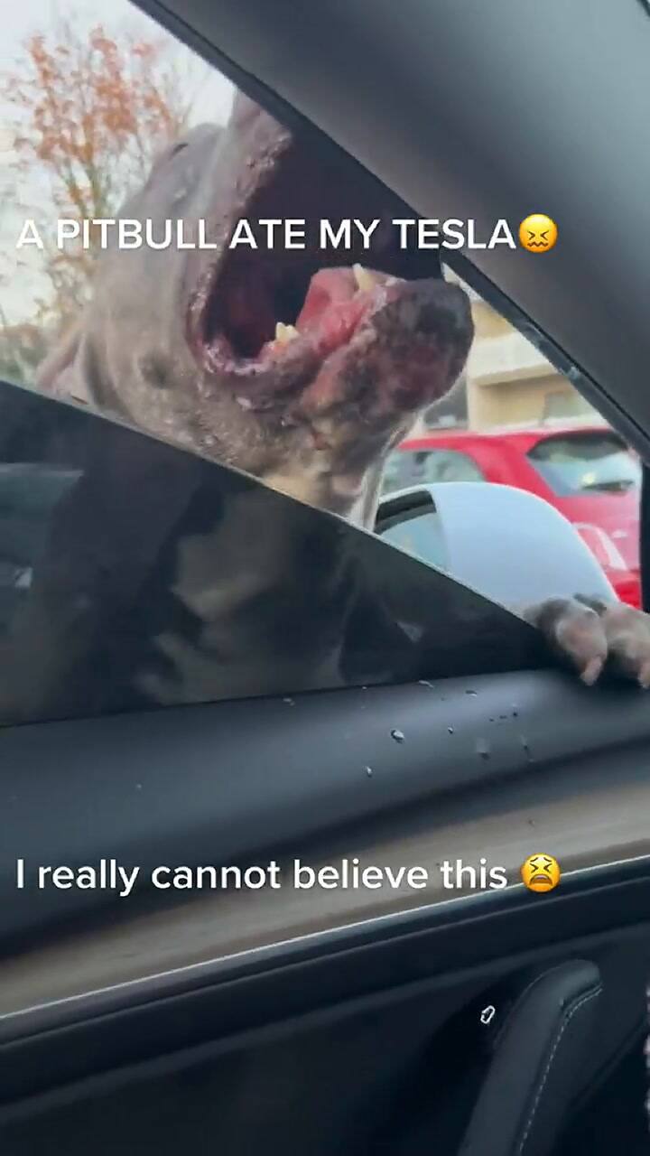 Un perro destrozó un auto