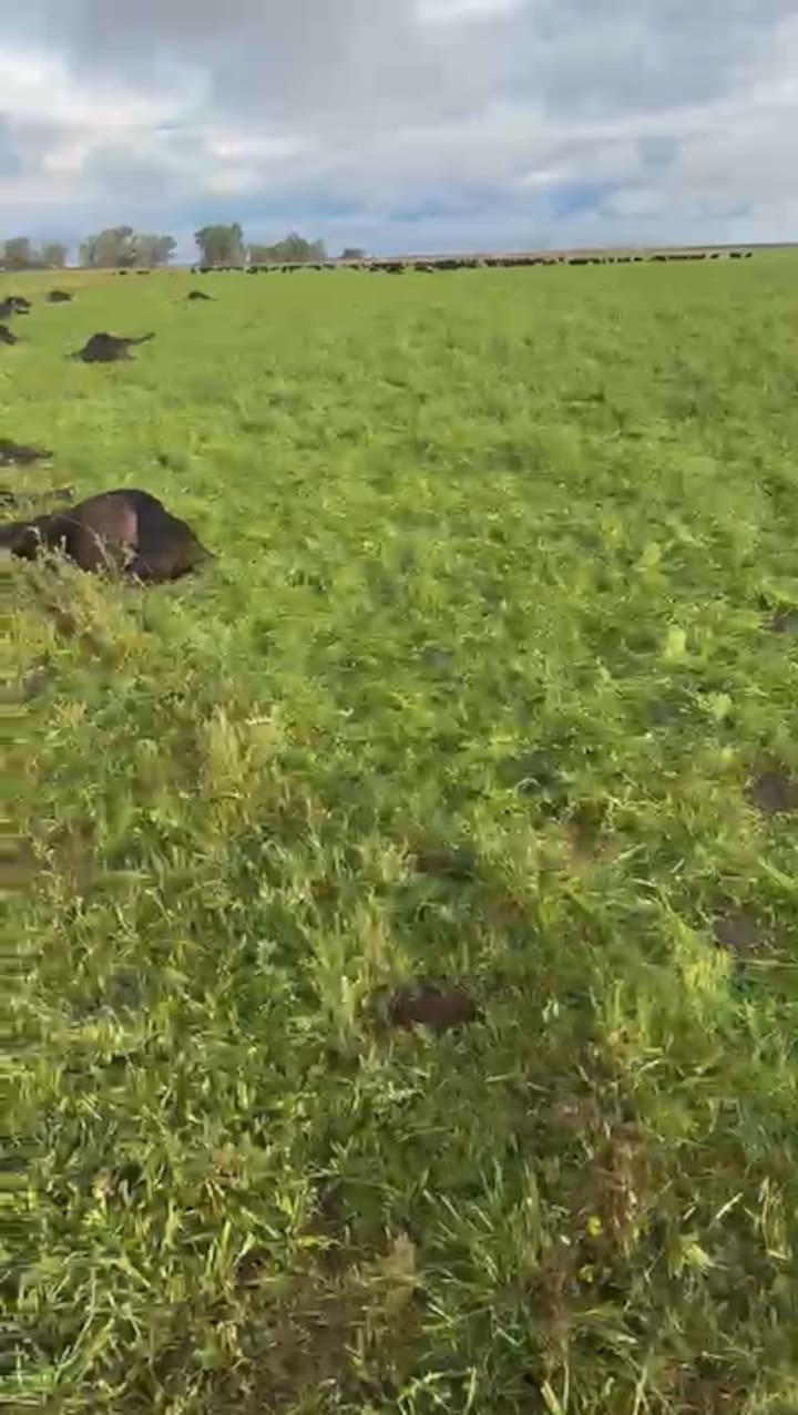 Los 33 animales que murieron por una centella