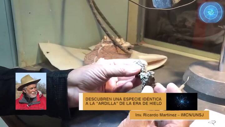 Descubren una especie idéntica a la 'ardilla' de la Era de Hielo - Gentileza: Agencia CTyS