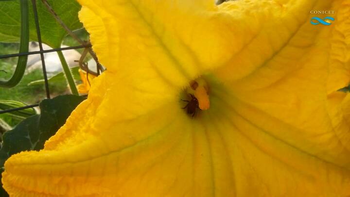 Diez medidas para salvar a las abejas