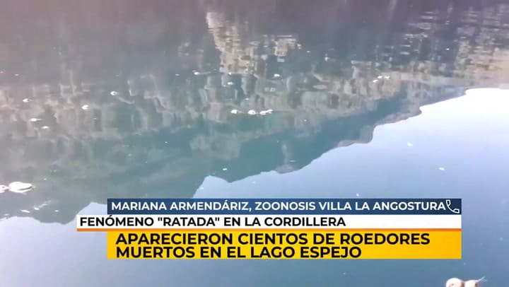 Ratas en la cordillera - Fuente: Youtube