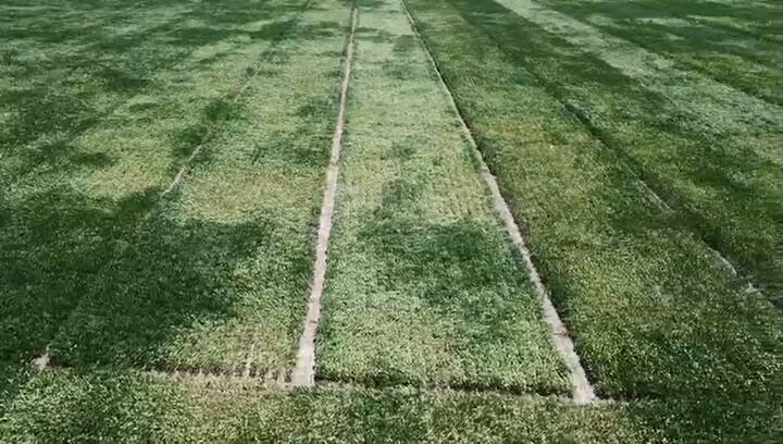 Soja de primera afectada en la zona de Unión