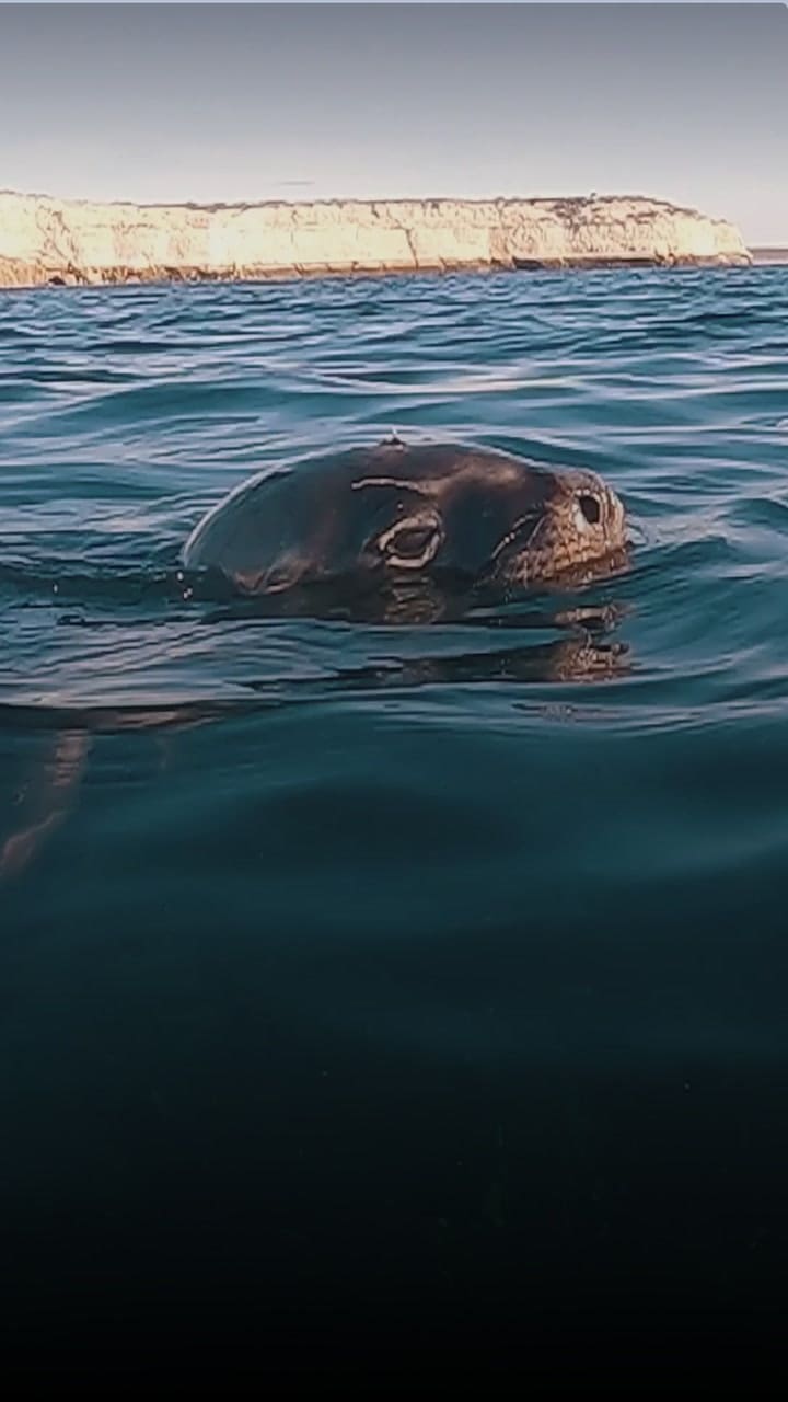 Así se vive el snorkel con lobos marinos de un pelo en Puerto Madryn