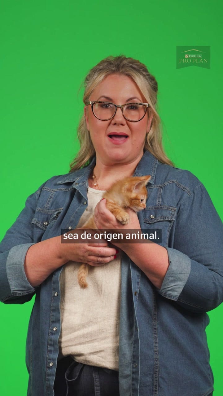 La alimentación del gato