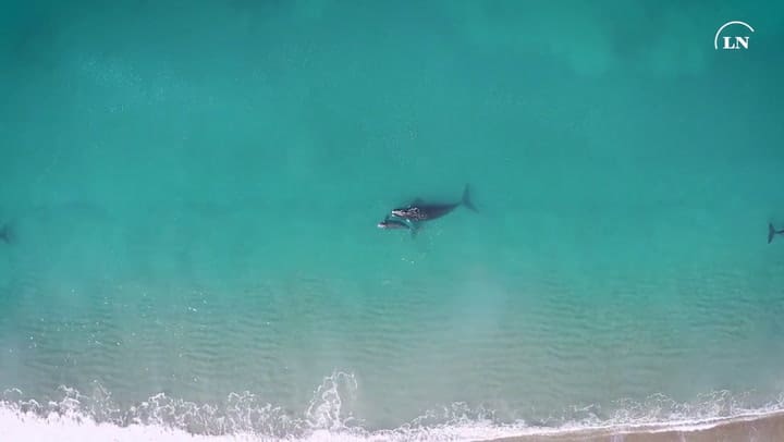 Día nacional de las ballenas francas