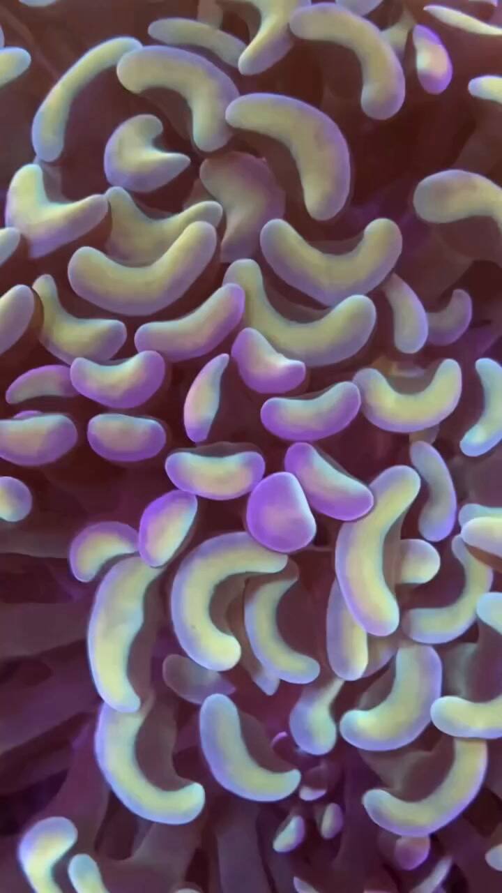 Las imágenes de sus videos asombraron a su audiencia