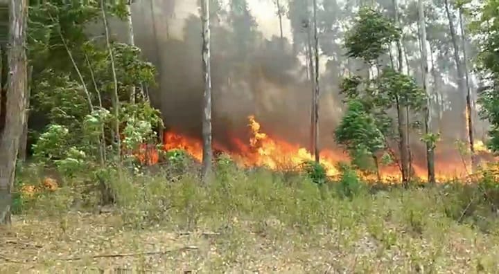 Establecimiento Fortin Santa Catalina donde se quemaron 40 hectáreas de eucaliptus