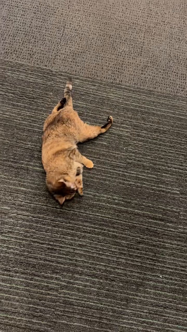 La historia de Toffee, el gato que sufrió un accidente y quedó parapléjico