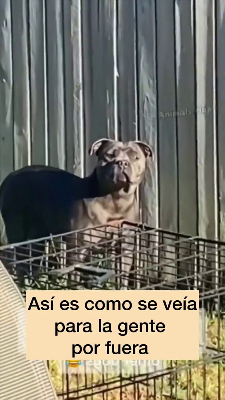 La tierna actitud que hizo que una perrita se alegrara tras días estando triste