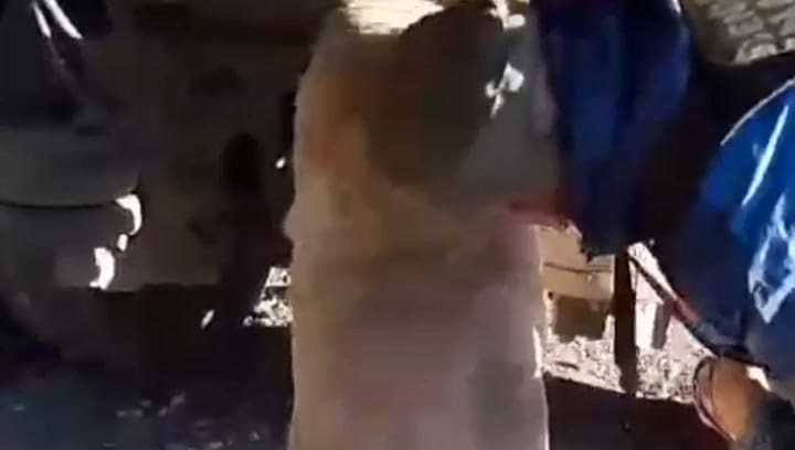 Whatsapp Video 2024-03-25 At 17.16.32